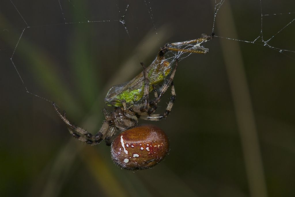 Araneus quadratus - Monte Sisemol -Gallio (VI)