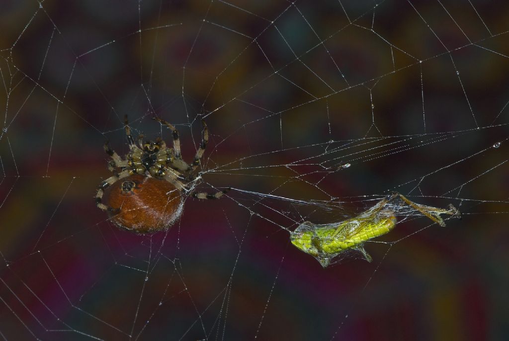 Araneus quadratus - Monte Sisemol -Gallio (VI)