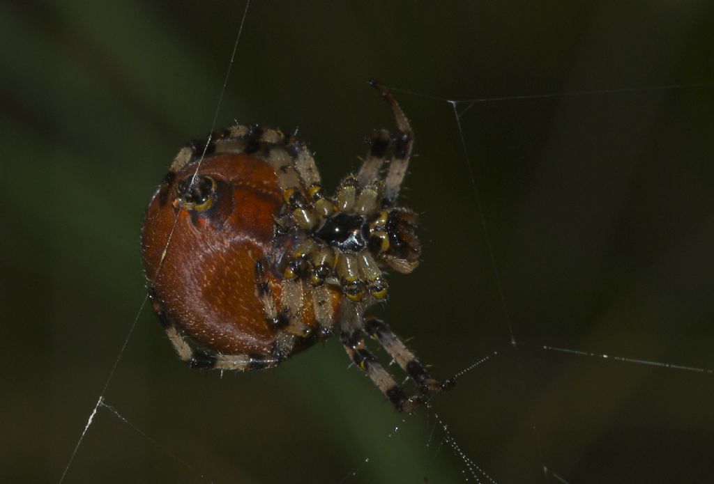 Araneus quadratus - Monte Sisemol -Gallio (VI)