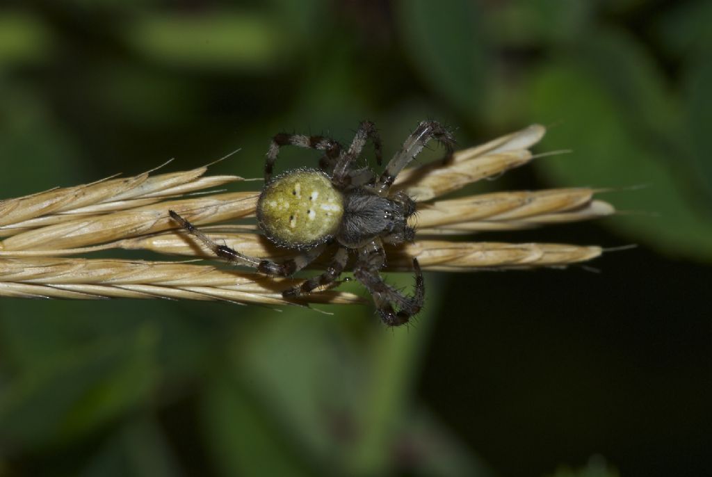 Araneus quadratus - Monte Sisemol -Gallio (VI)