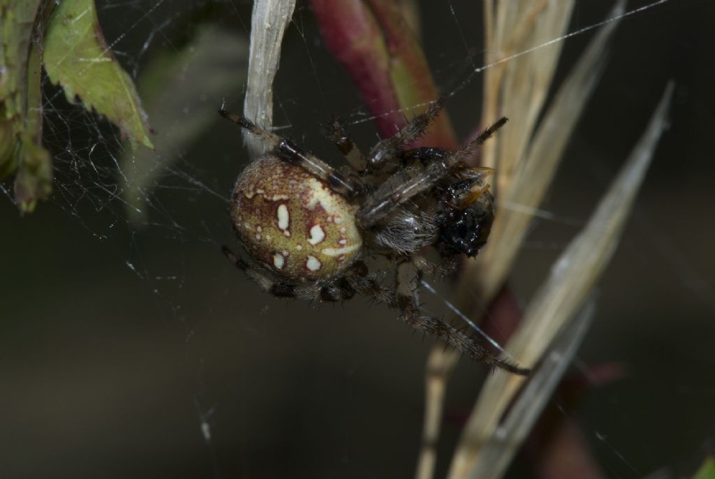 Araneus quadratus - Monte Sisemol -Gallio (VI)