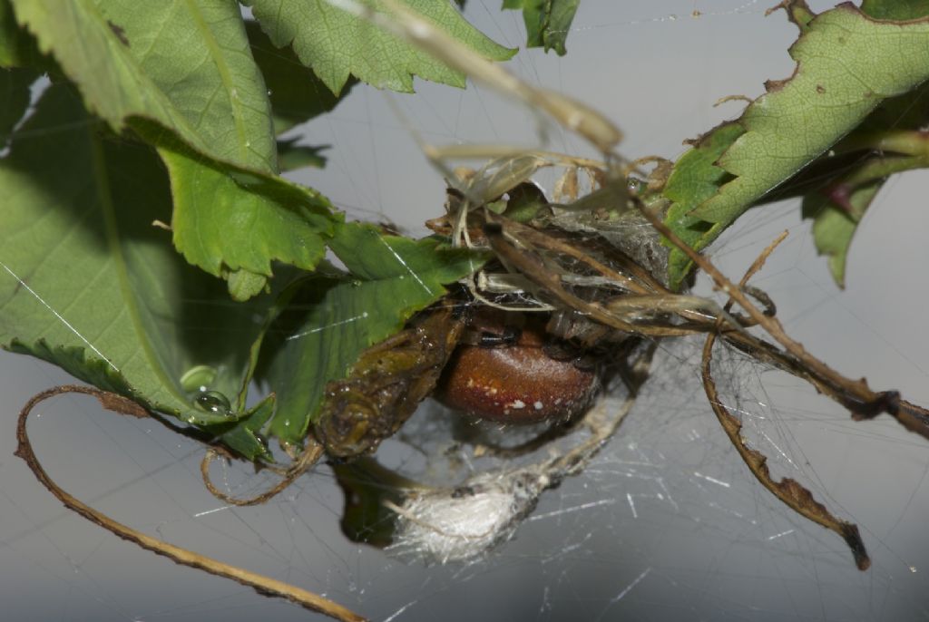 Araneus quadratus - Monte Sisemol -Gallio (VI)