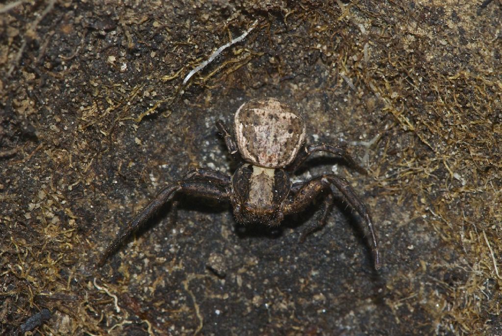 Xysticus sp - piazzale Lozze (VI)