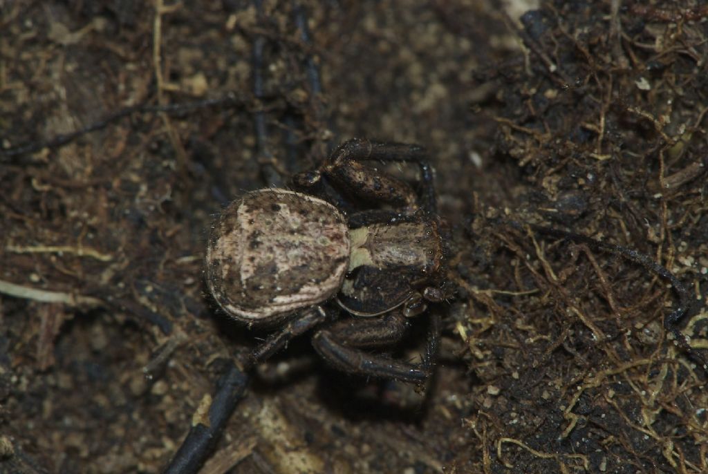 Xysticus sp - piazzale Lozze (VI)