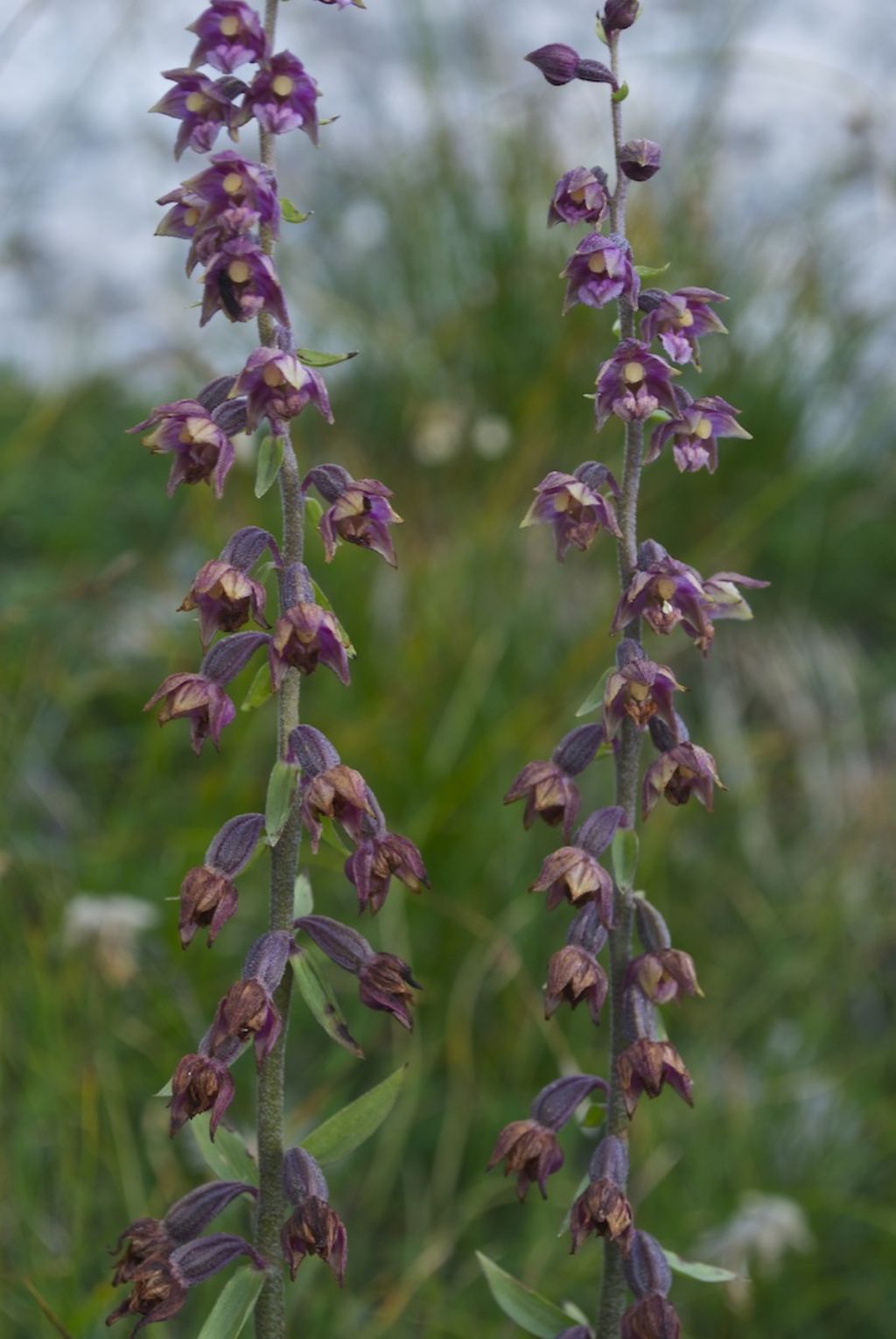 Monte Caldera (VI) - Epipactis atrorubens