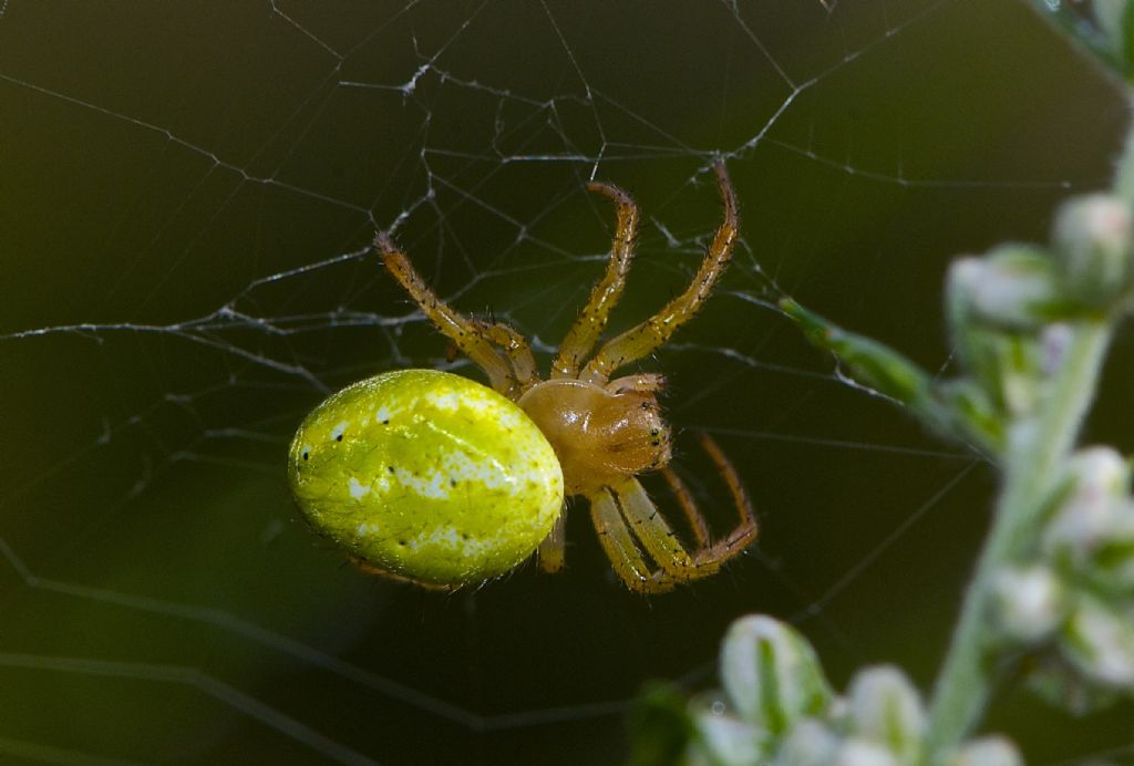 Araniella sp. - Aigues Tortes