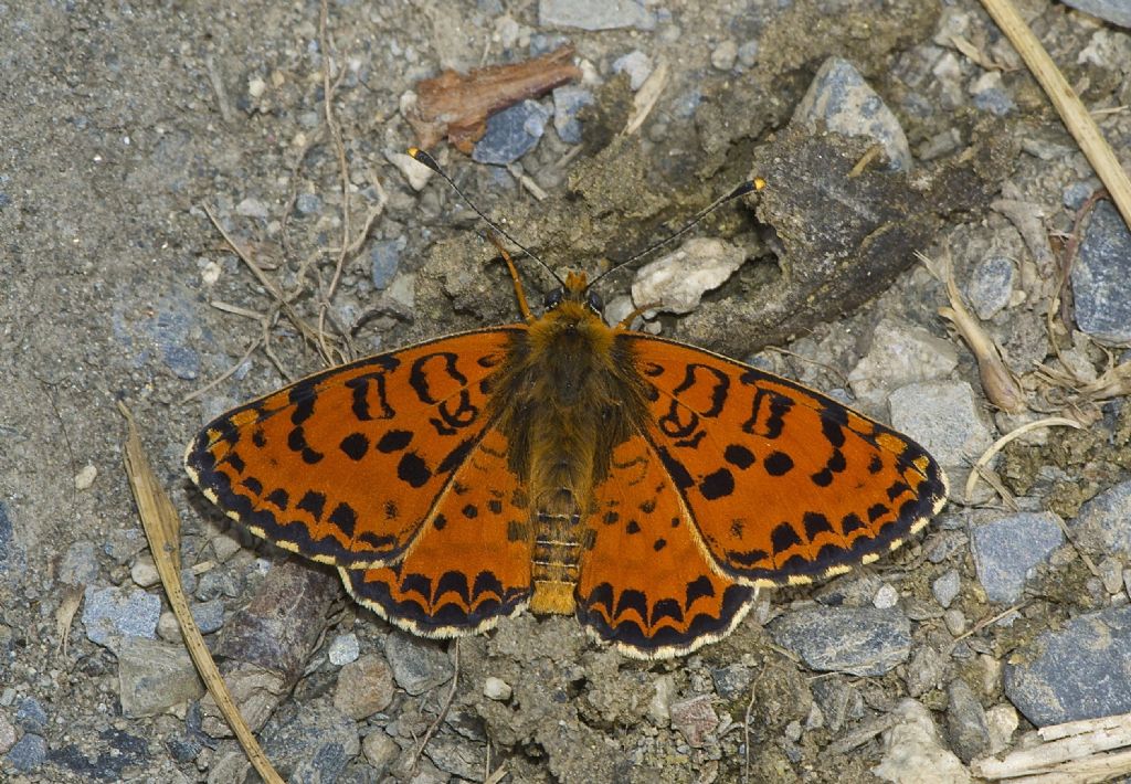 Melitaea didima-trivia ?? Pirenei Catalani