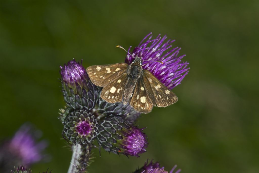 Hesperidae ?? Val di Fassa