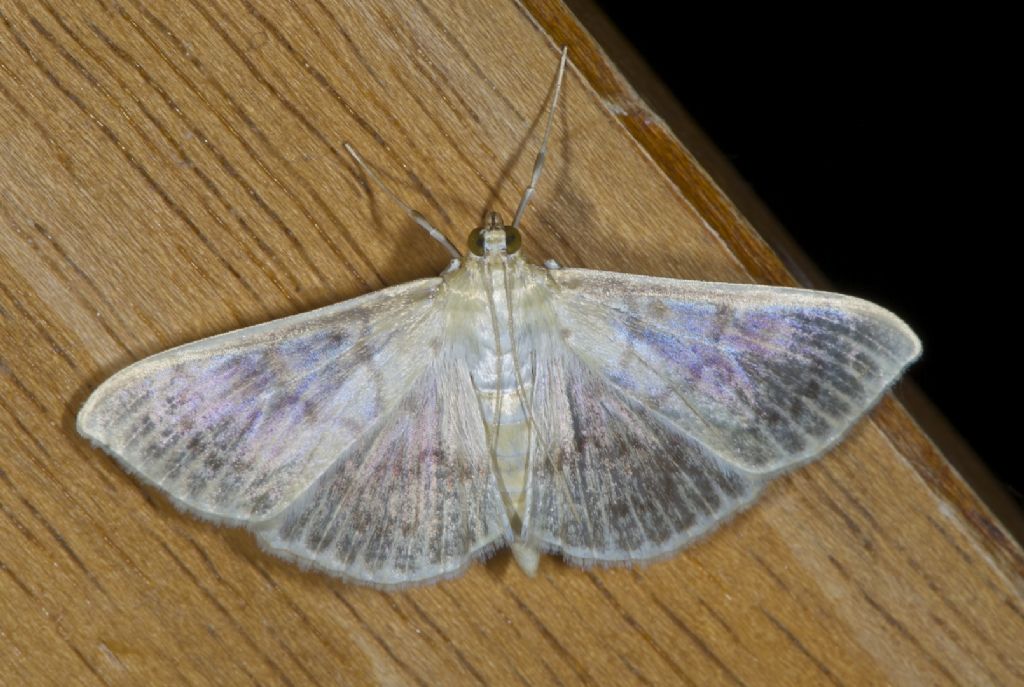 Geometridae ??  iridescente