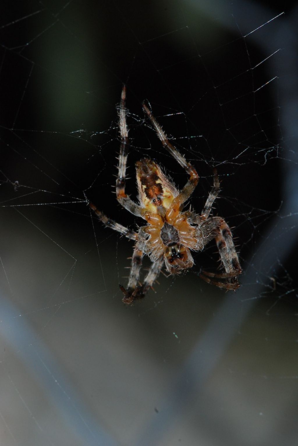 Araneus diadematus - Capriati a Volturno (CE)