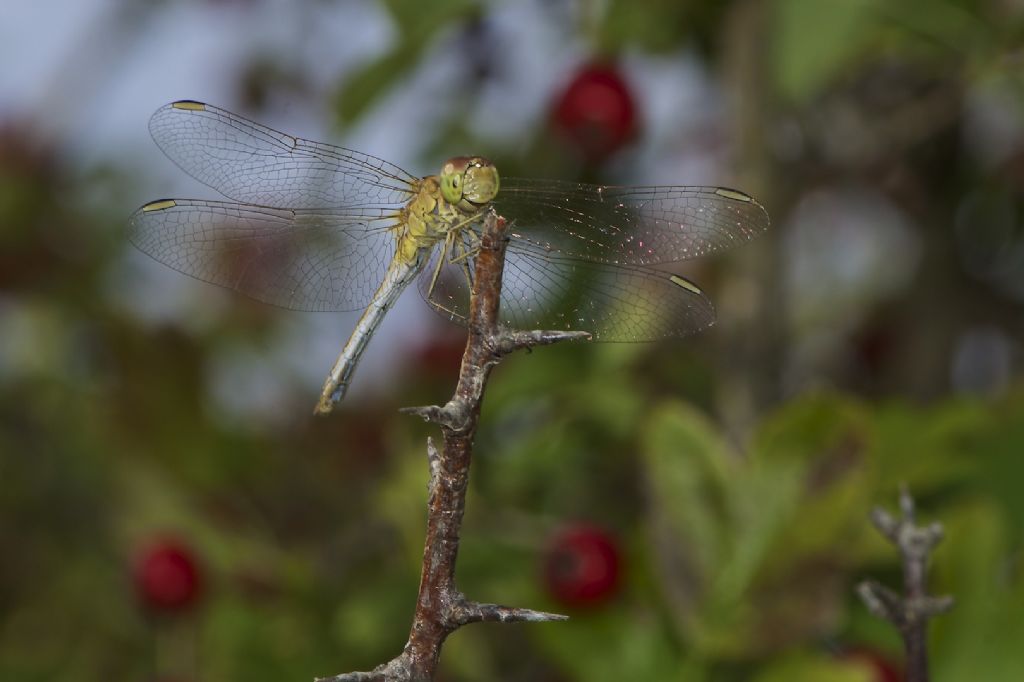 Sympetrum ?? S. Pietro (BO)