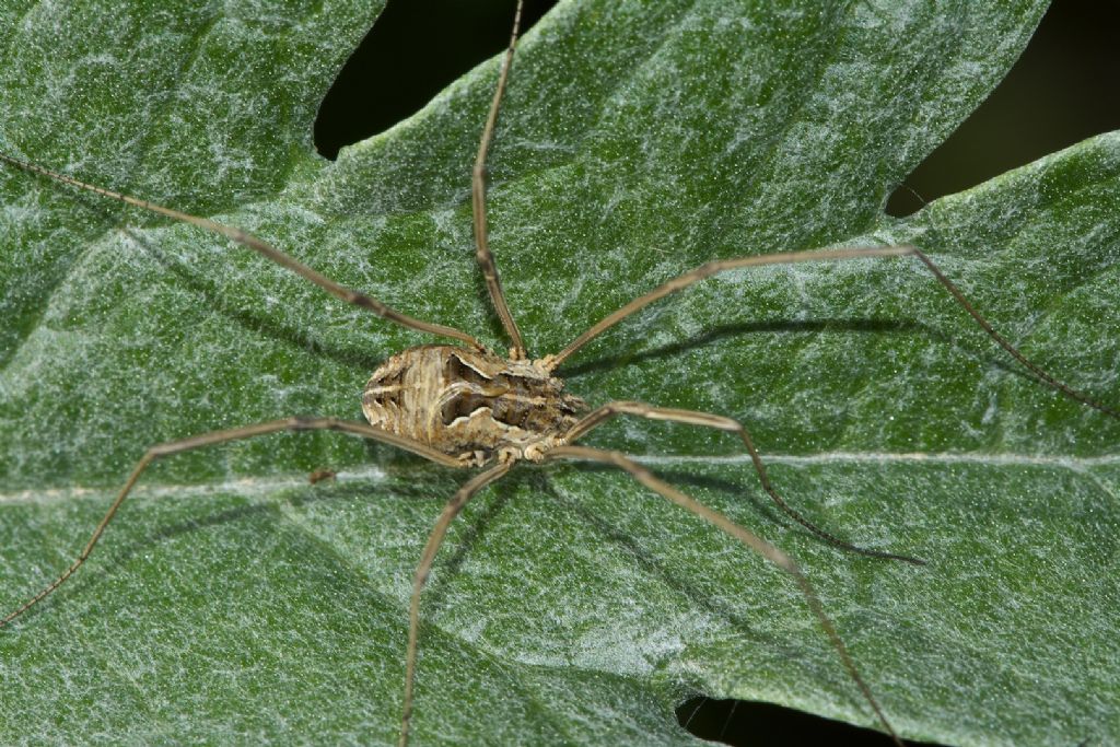 Phalangium opilio? No. Metaphalangium sp. - M.te Grande (BO)