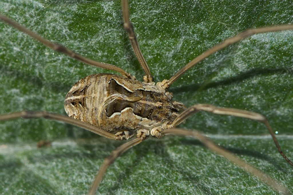 Phalangium opilio? No. Metaphalangium sp. - M.te Grande (BO)