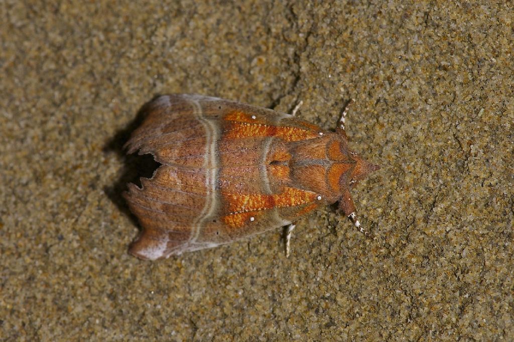 bellissima falena m.te Adone (BO)