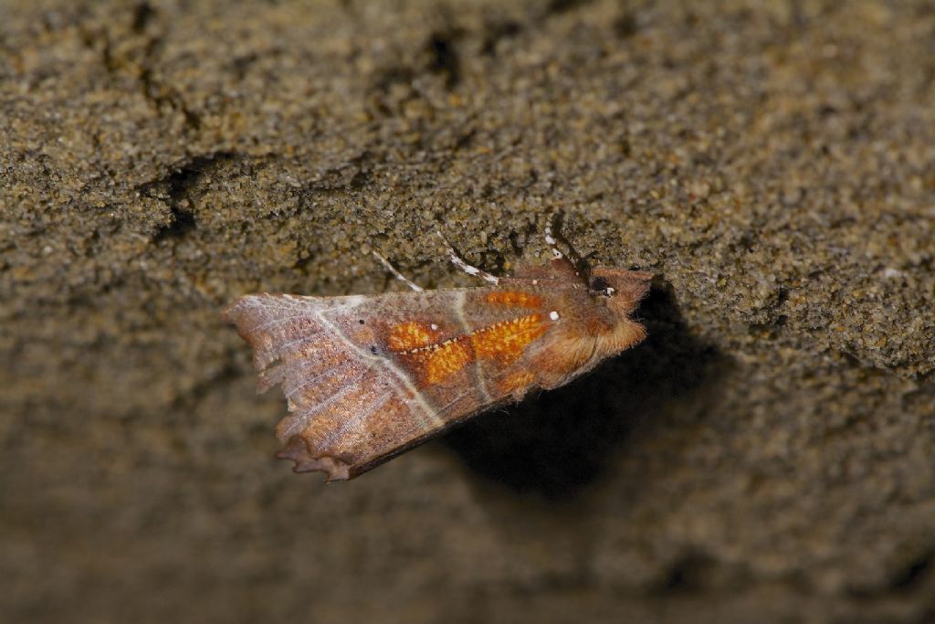 bellissima falena m.te Adone (BO)