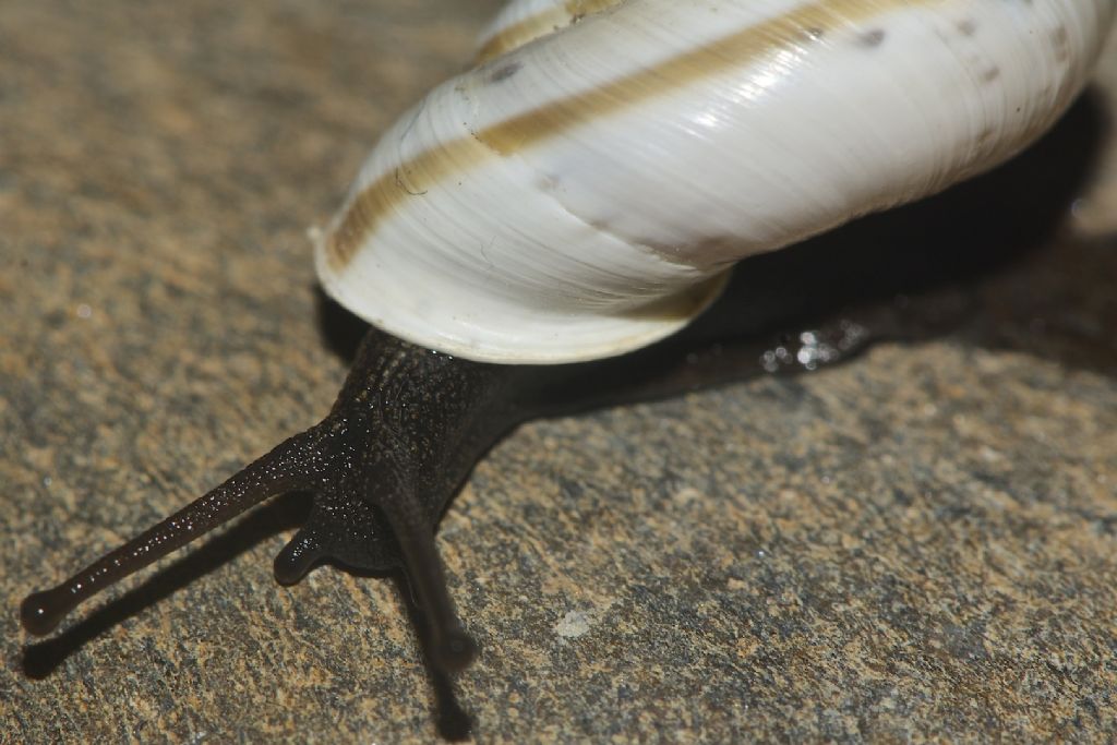 Chilostoma cingulatum Gualdo Tadino