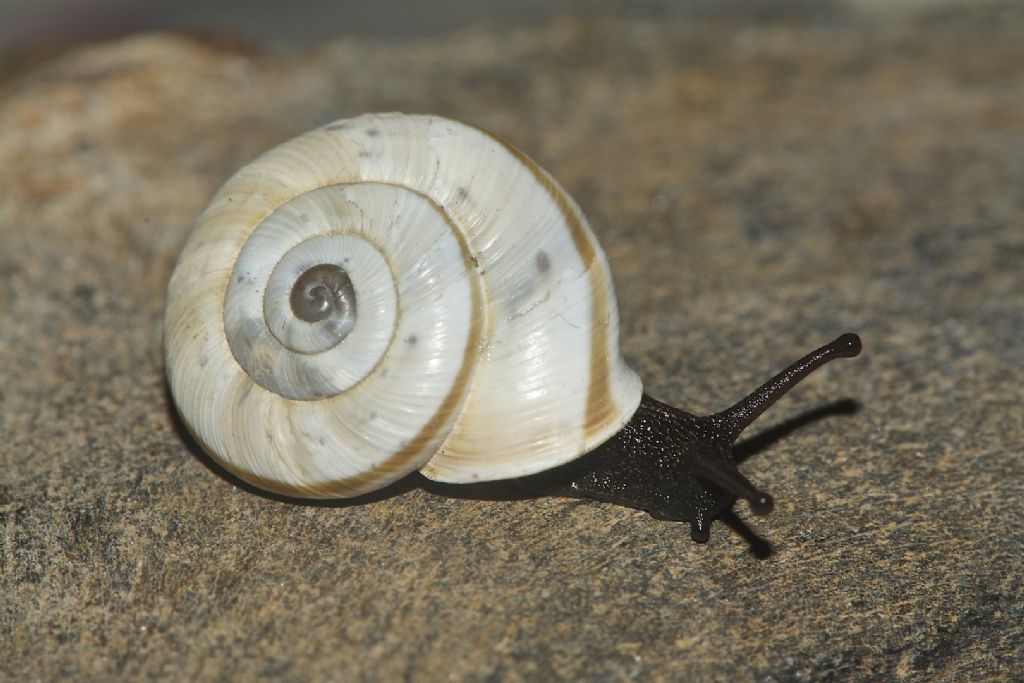 Chilostoma cingulatum Gualdo Tadino