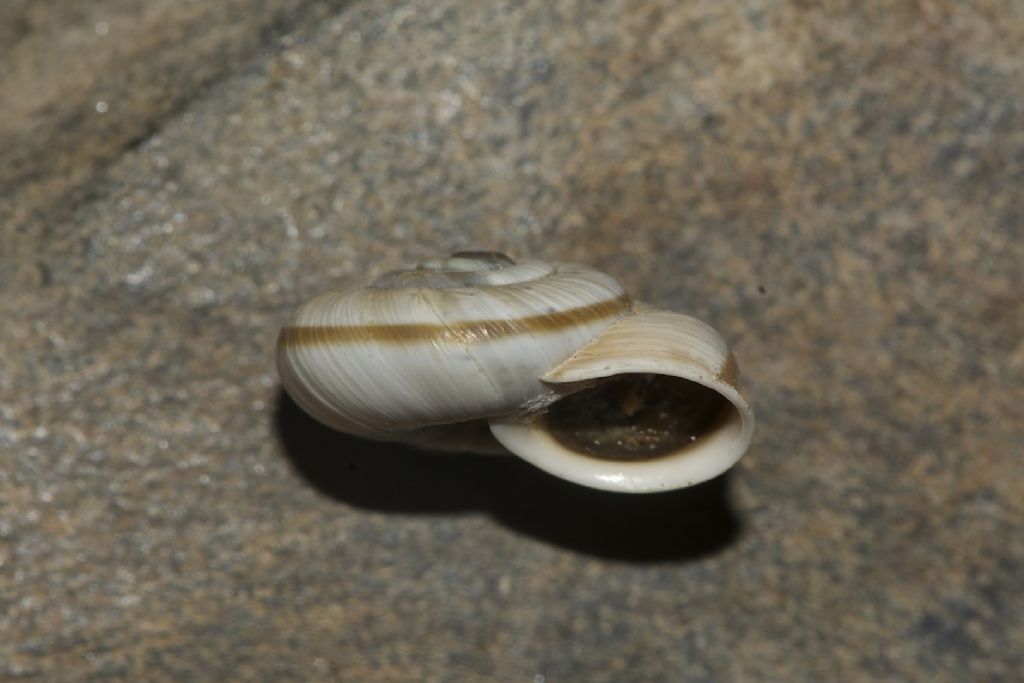 Chilostoma cingulatum Gualdo Tadino