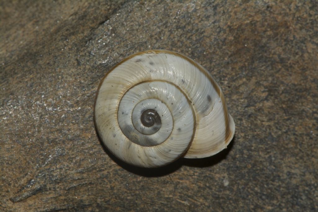 Chilostoma cingulatum Gualdo Tadino