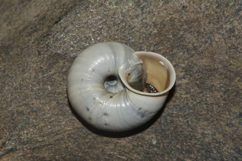 Chilostoma cingulatum Gualdo Tadino