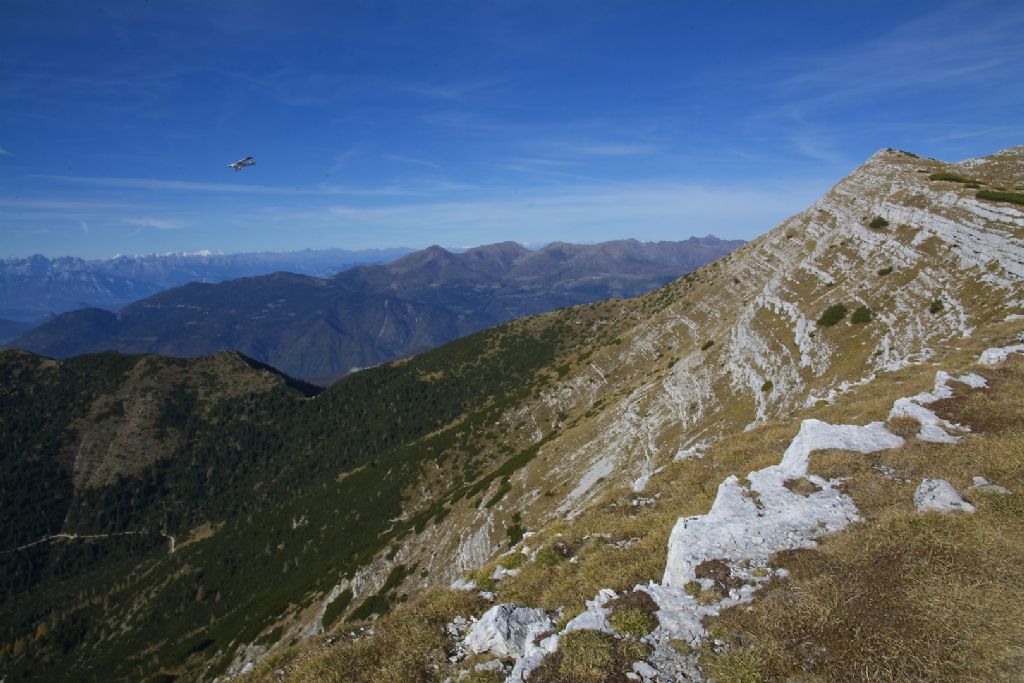 Arianta stenzi Cima Portule - Asiago