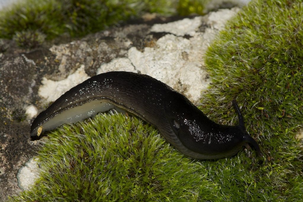 Limax ianninii? - Fonte Pozzotello (FR)