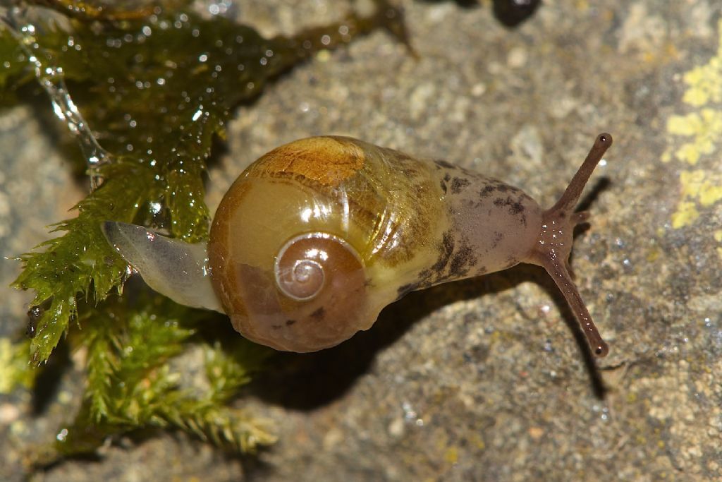 Semilimacella bonellii  m.ti Simbruini