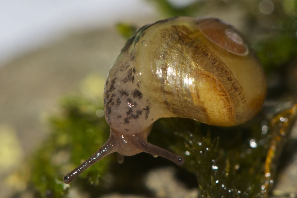 Semilimacella bonellii  m.ti Simbruini