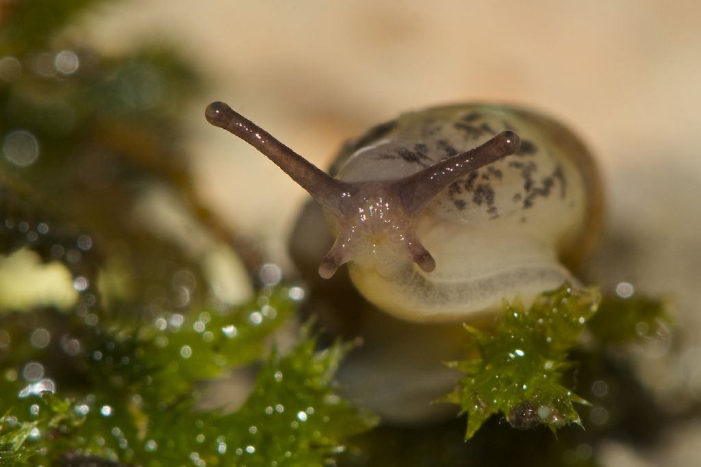 Semilimacella bonellii  m.ti Simbruini