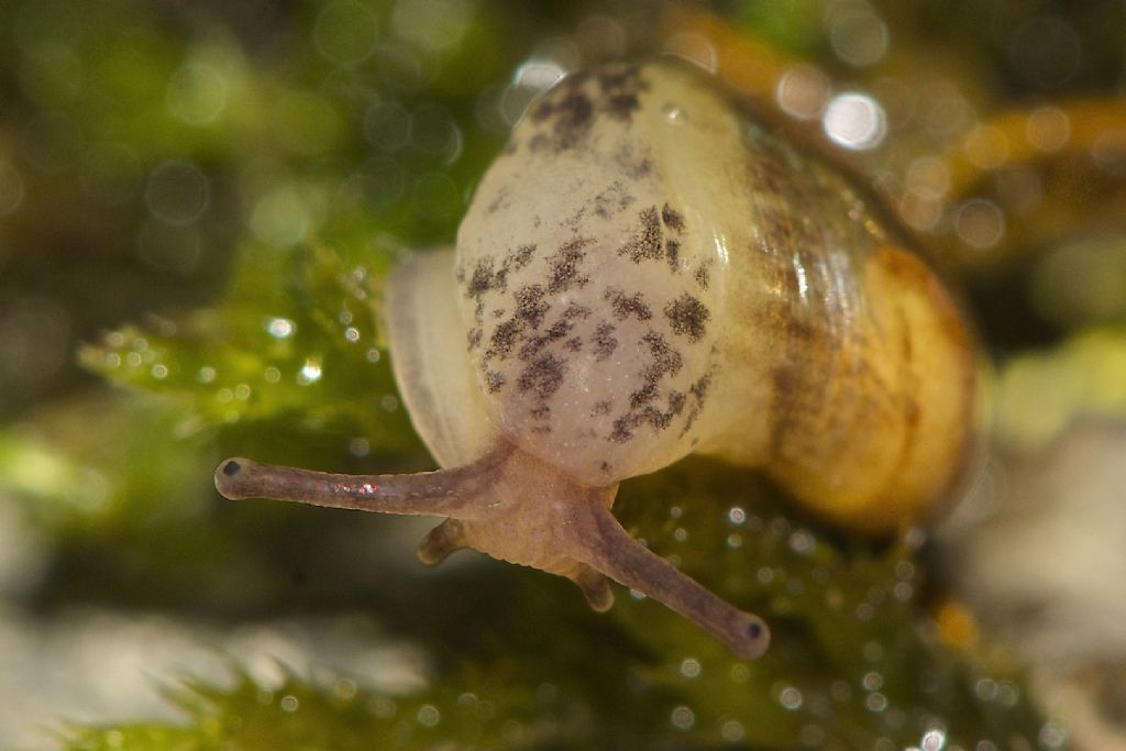 Semilimacella bonellii  m.ti Simbruini