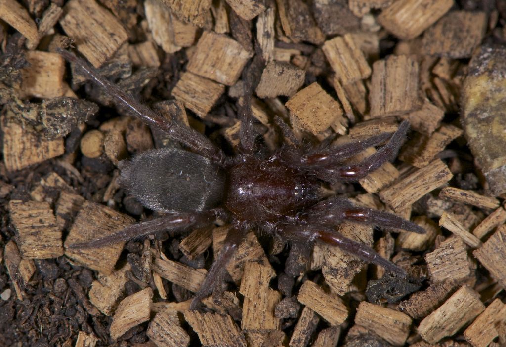 Giovane Scotophaeus cf. scutulatus - Ostia (RM)