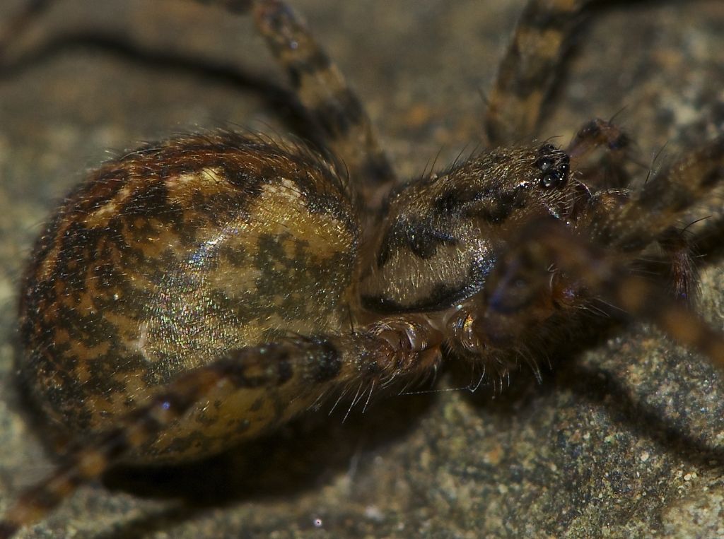 Tegenaria sp. - Nervesa  (TV)