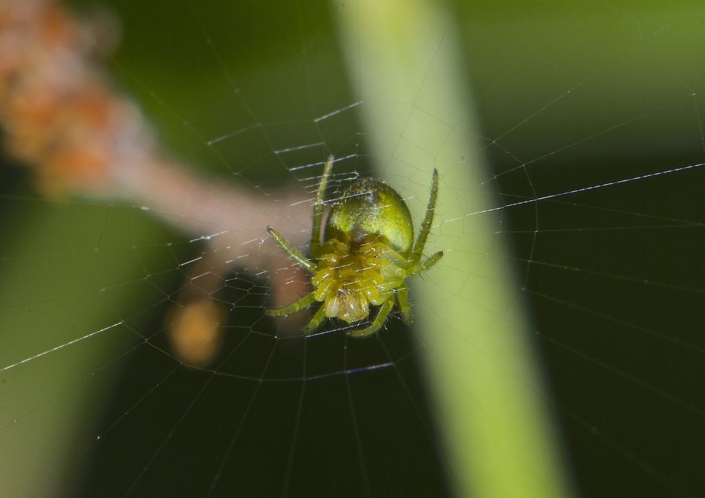 Araniella sp. Bentivoglio (BO)