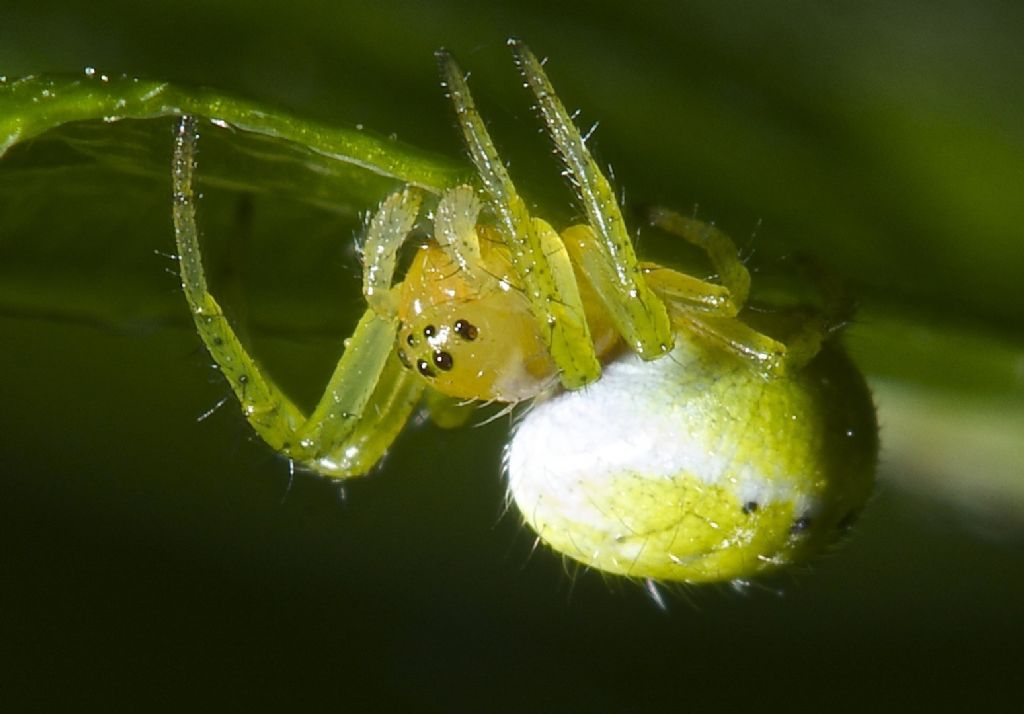 Araniella sp. Bentivoglio (BO)