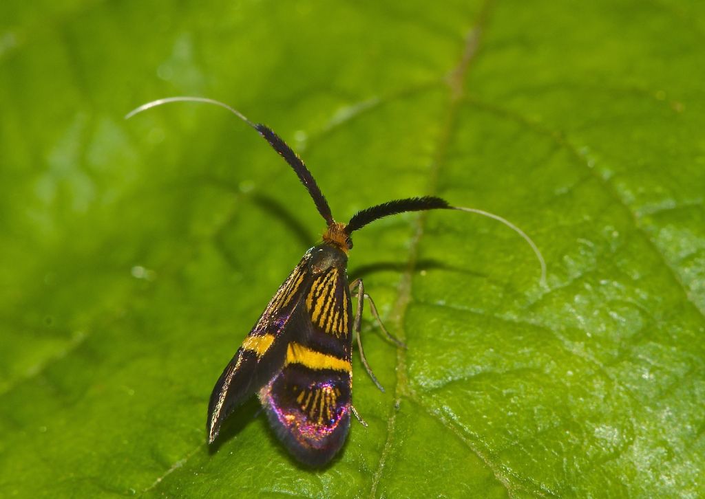 Nemophora degeerella Punta Sabbioni (VE)