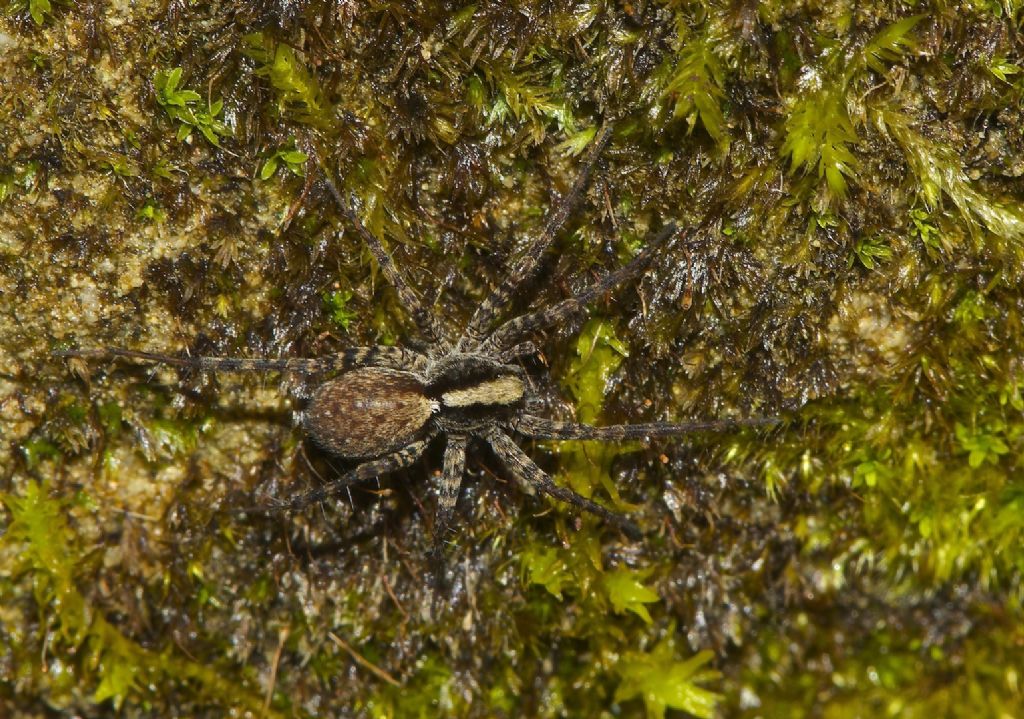 Pardosa gr. lugubris -