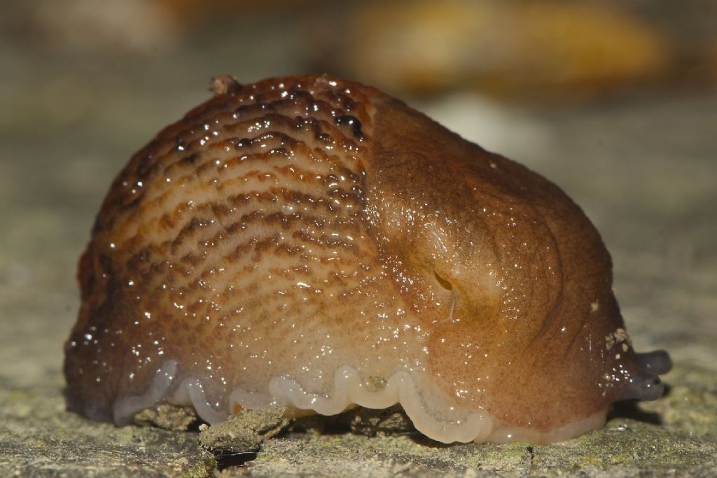 Limax golena fiume P Bondeno (FE)