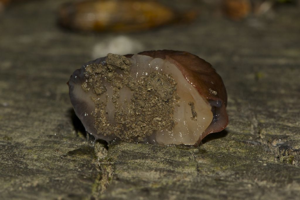 Limax golena fiume P Bondeno (FE)