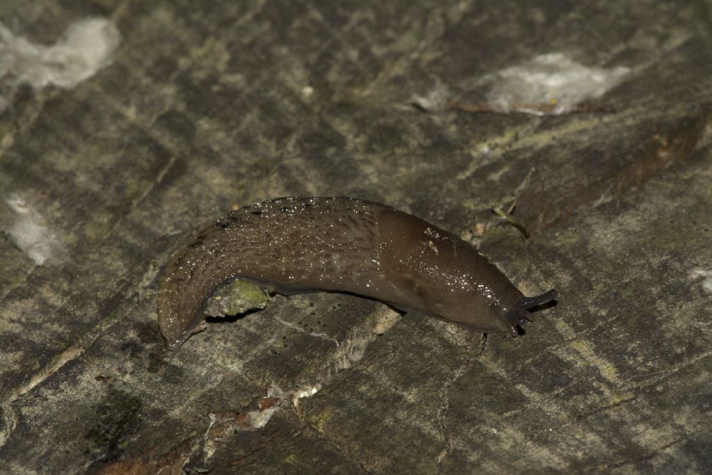 Limax golena fiume P Bondeno (FE)