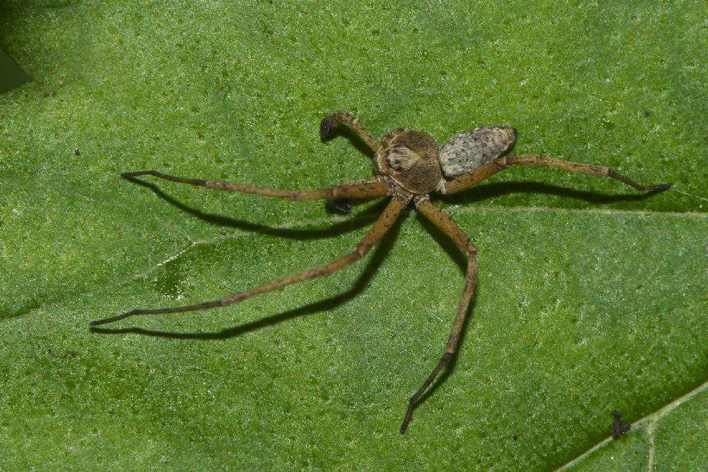 Philodromus sp. -  Bondeno (FE)