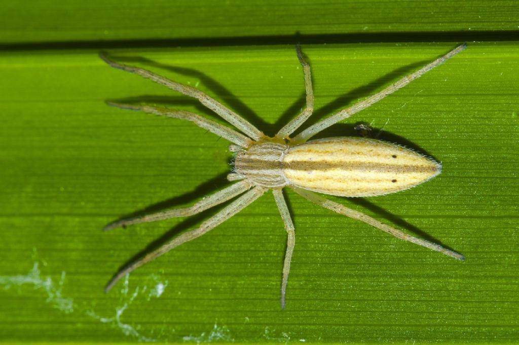 Tibellus sp. - San Pietro in Casale (BO)