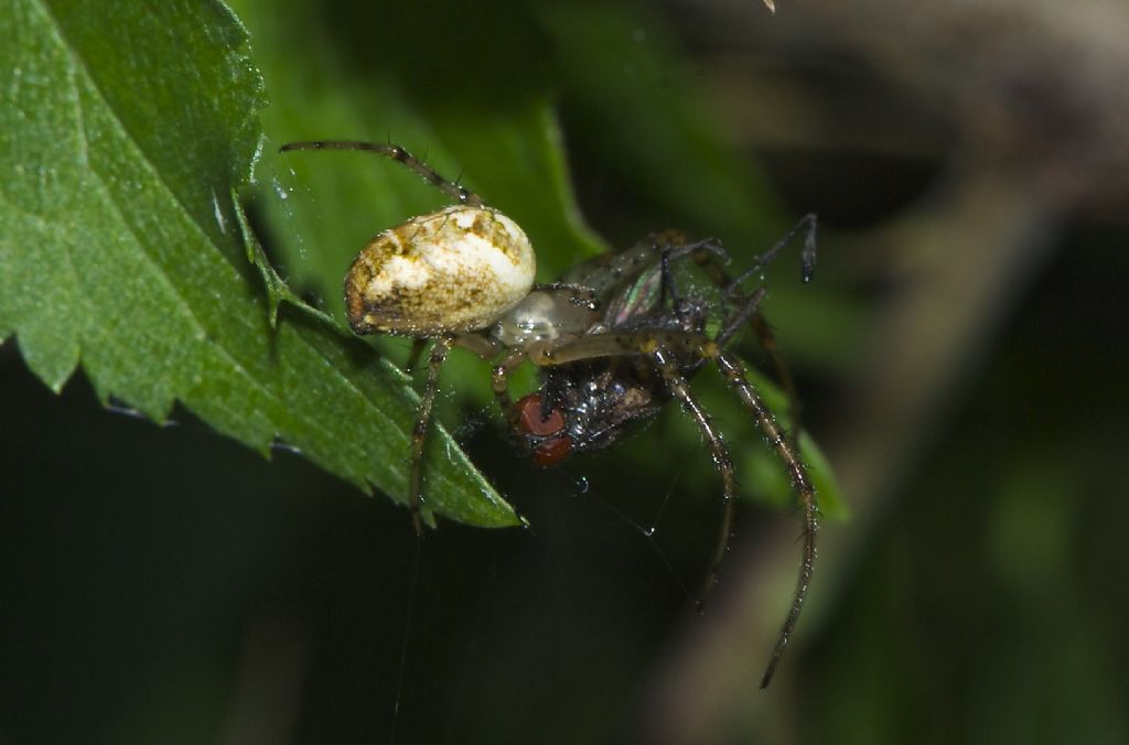 Theridion ? No, Metellina sp. - Monti Berici (VI)