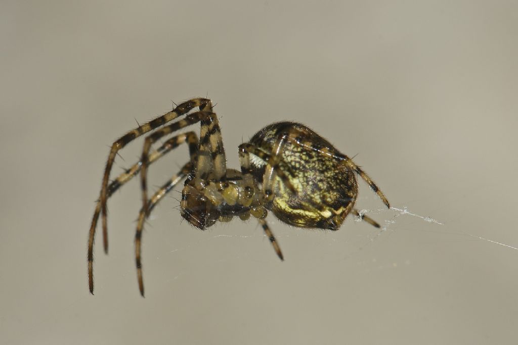 Theridion ? No, Metellina sp. - Monti Berici (VI)