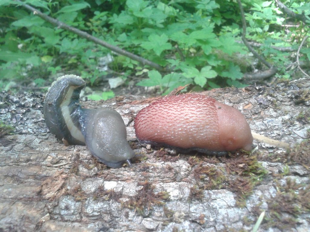 Limax passo del Penice Bobbio (PC)