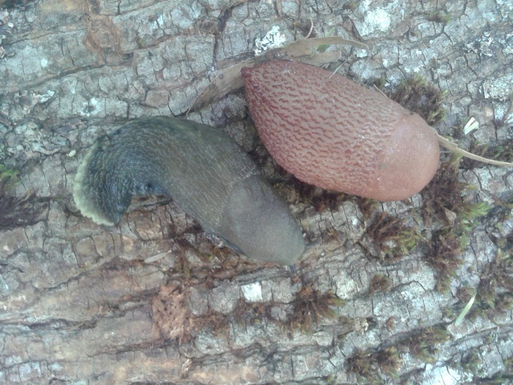 Limax passo del Penice Bobbio (PC)