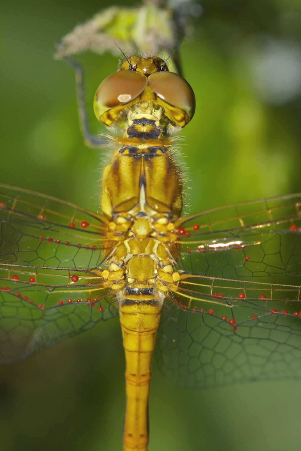 Sympetrum ?? S. Pietro (BO)