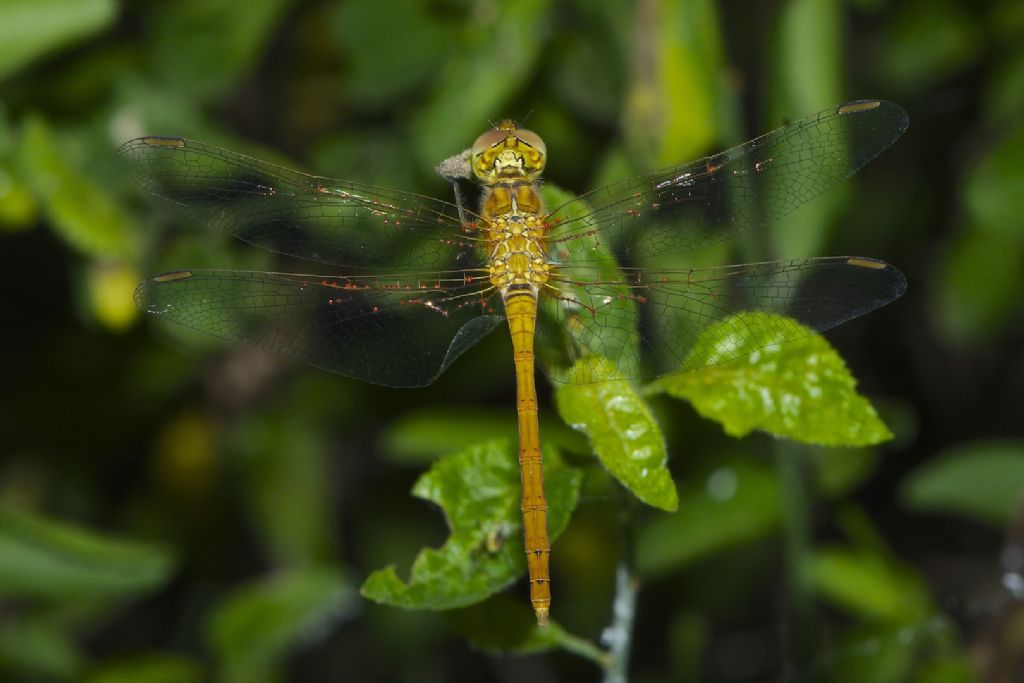 Sympetrum ?? S. Pietro (BO)