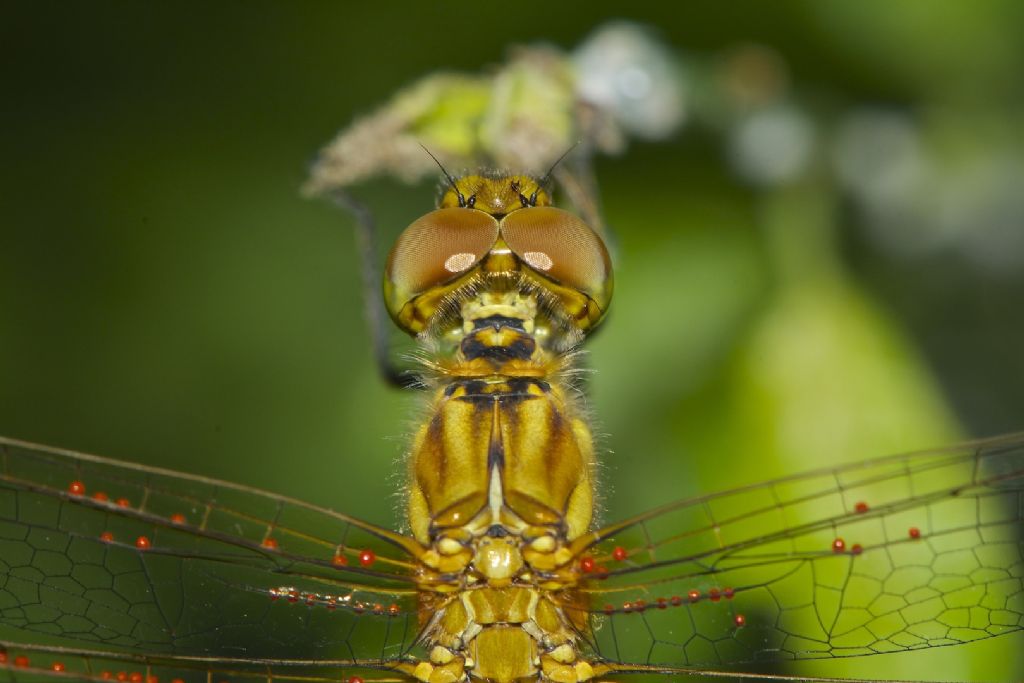 Sympetrum ?? S. Pietro (BO)