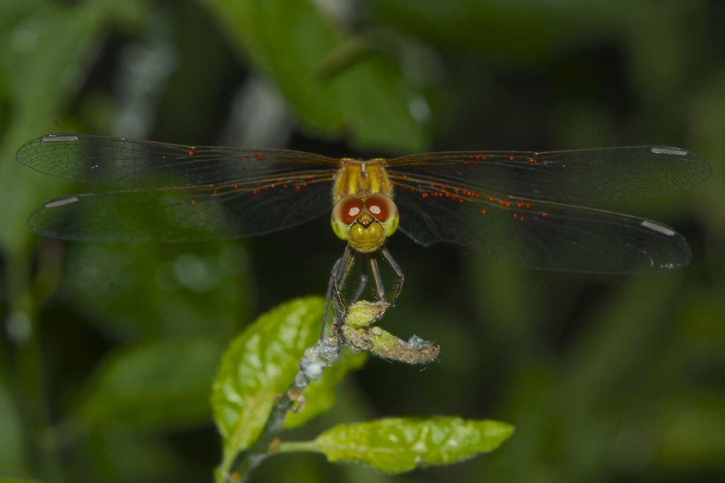 Sympetrum ?? S. Pietro (BO)