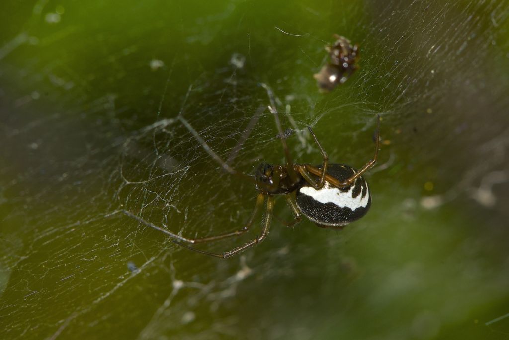 Neriene peltata?